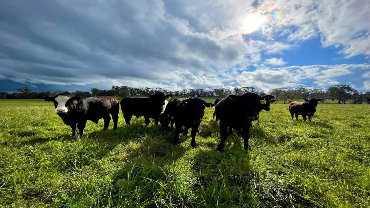 Cows in a field in Australia.