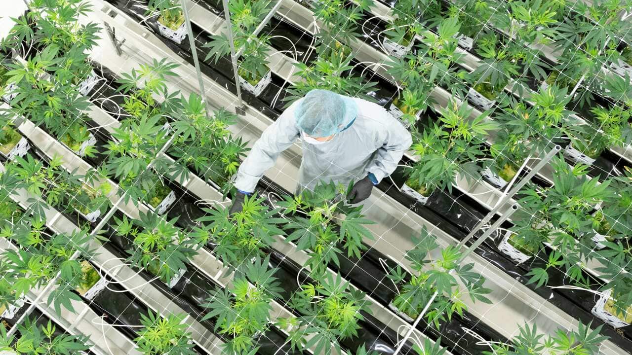 Aerial view of green cannabis plants being grown in a facility. A person in a white protective gown and light blue cap tends to a plant