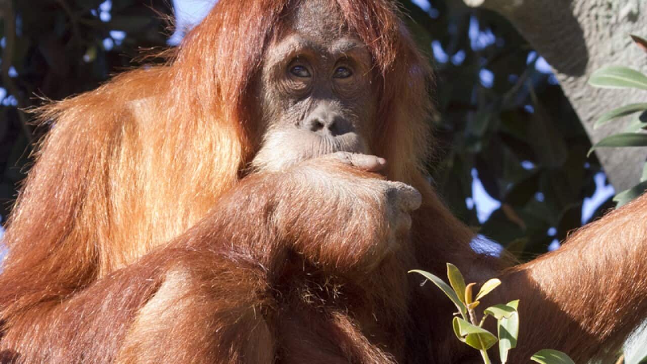 A young Perth Zoo Sumatran orangutan
