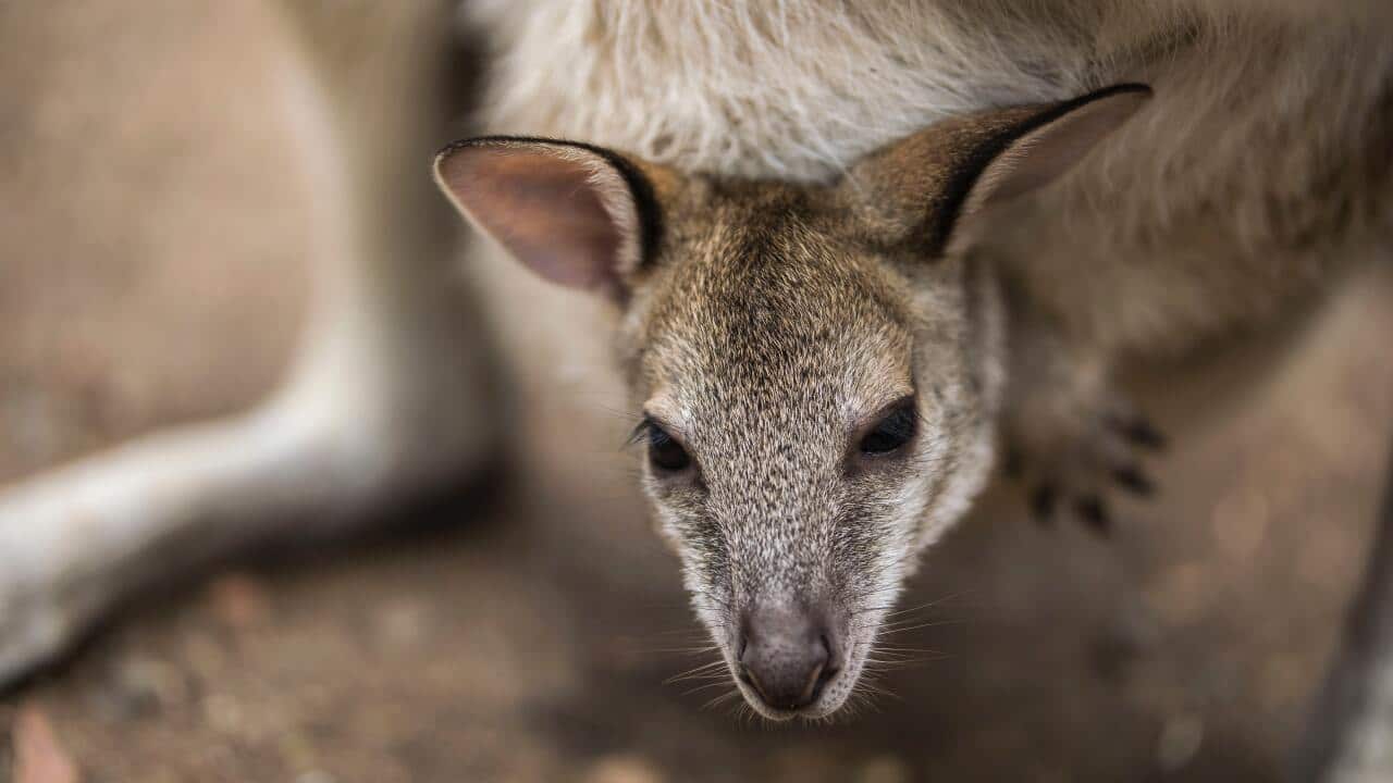 A stock photo of a kangaroo and her baby.
