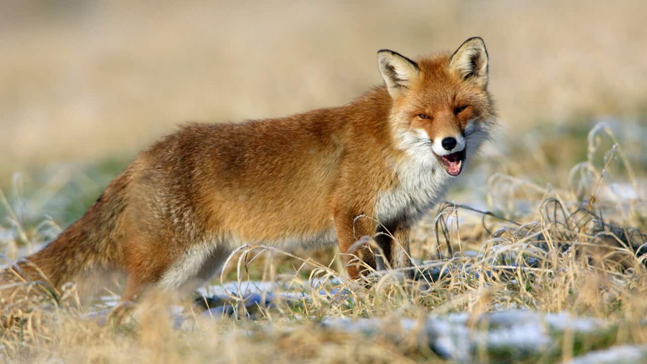 Some predators, such as the red fox actually move into an area after fires have ripped through.
