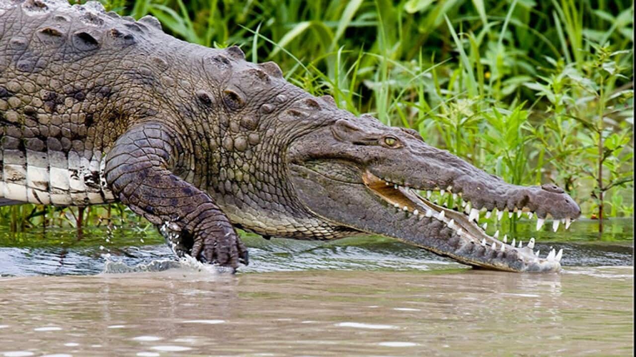crocodile.jpg