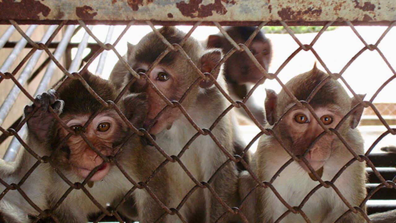 Monkey trafficking.jpg