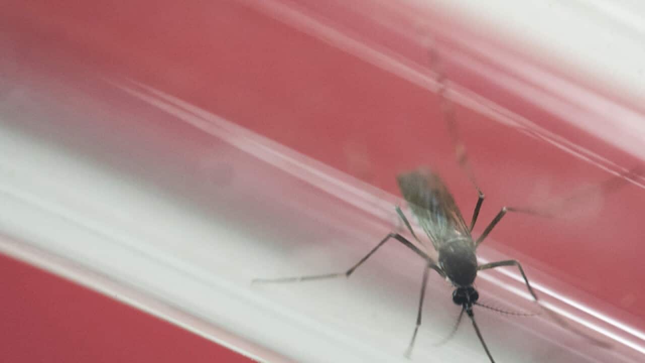 An Aedes aegypti mosquito