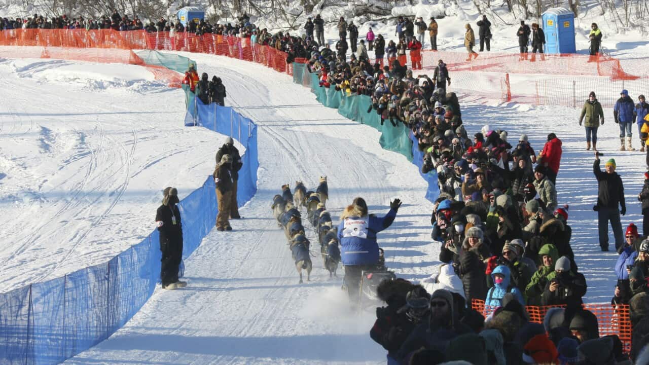 Iditarod Trail Sled Dog Race