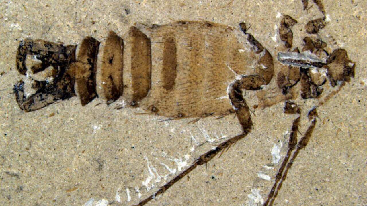 jurassic_fleas_b_120301_aap_491619356