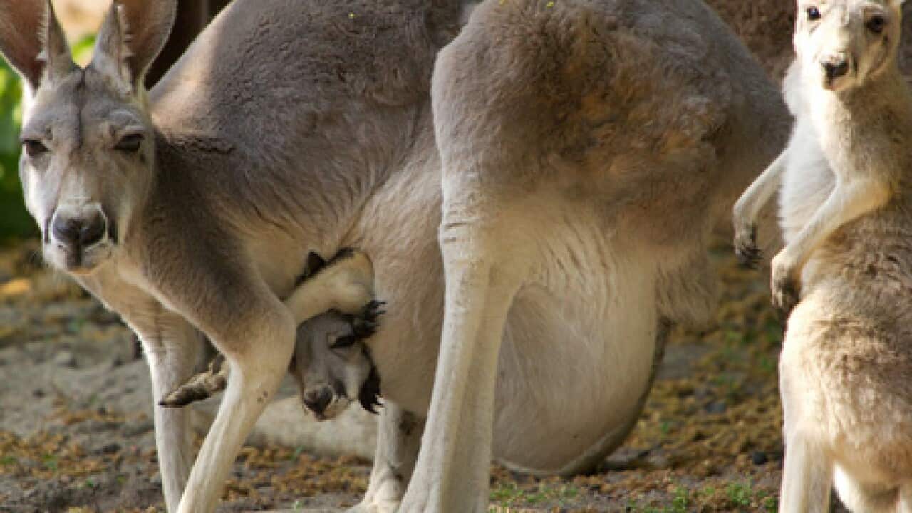 kangaroo1505_B_sbs_1163207372