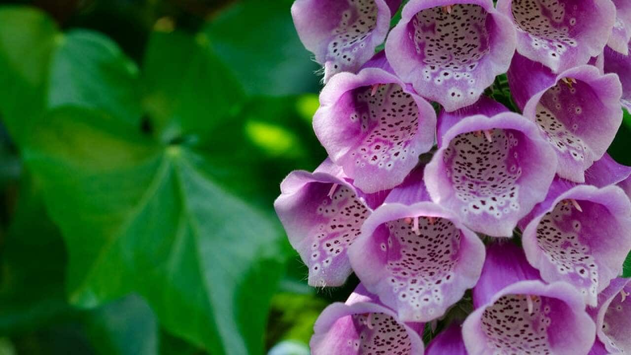 Purple flowers in the garden
