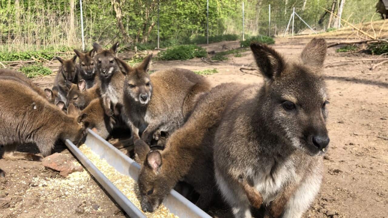 Norbert Lux Wallabies Deutschland Germany