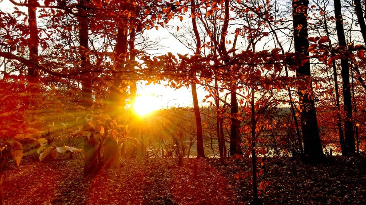 Nature Fall Orange Autumn Red Trees Sunset