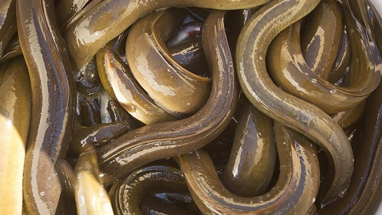 Image of Eels