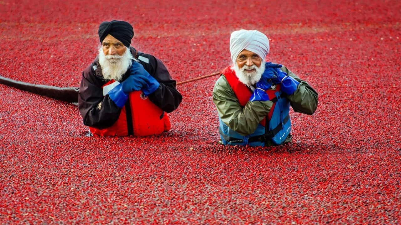 Cranberry wet harvest in Canada