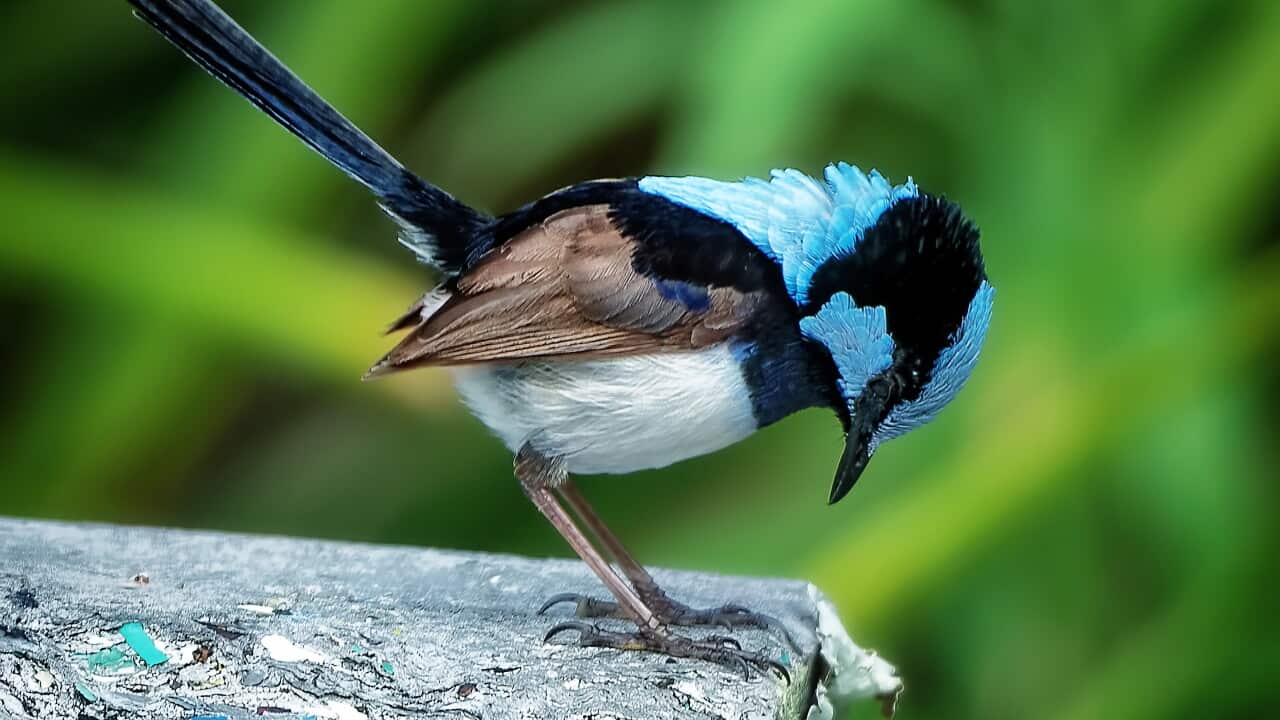 Superb Fairy Wren looking straight down