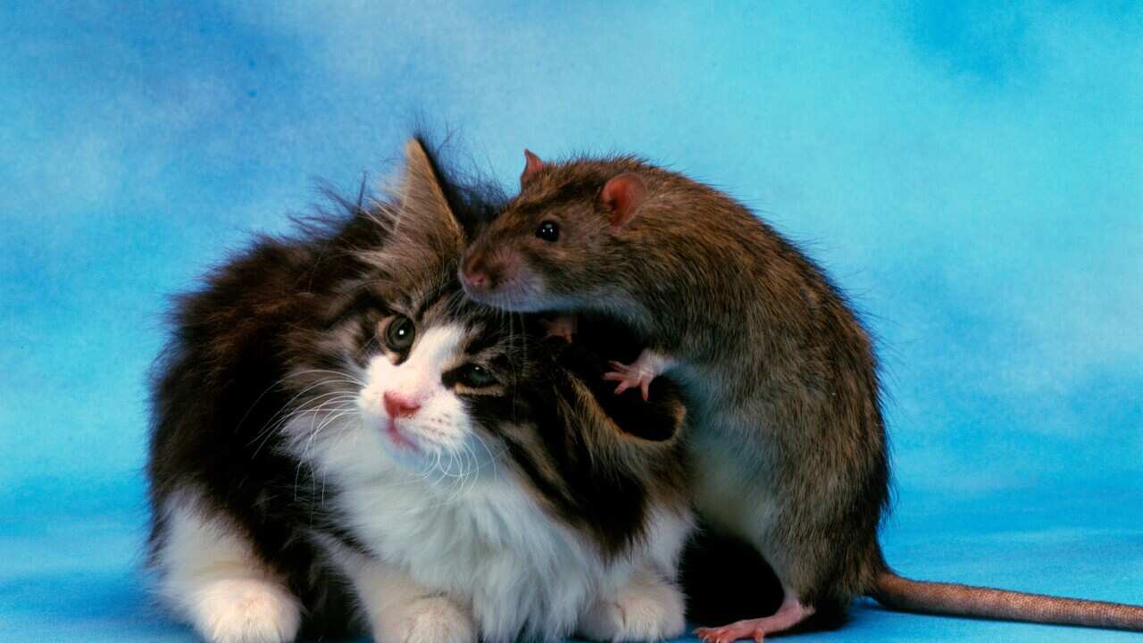 Long-haired Domestic cat, Felis catus