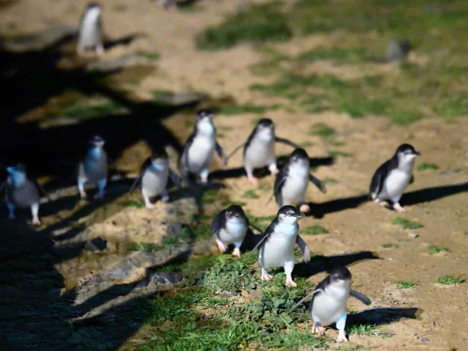 PENGUIN VACCINE PHILLIP ISLAND