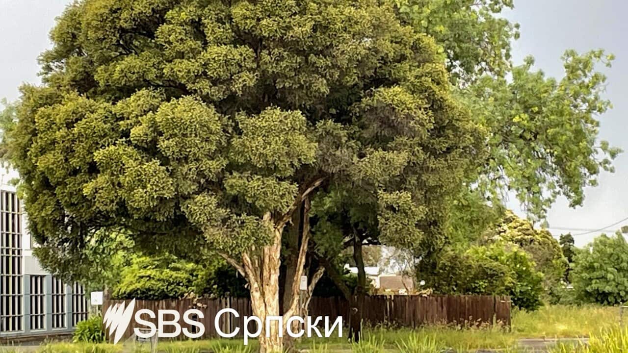 sbs serbian news three.jpg