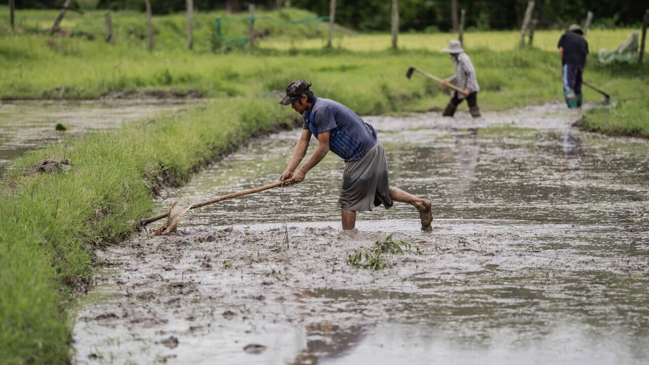 Rice planting season in Mae Win, Thailand - 02 Jul 2025