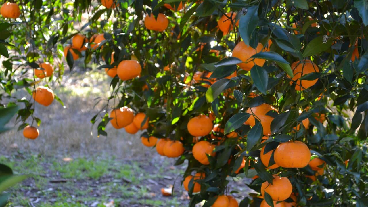 Mandarins