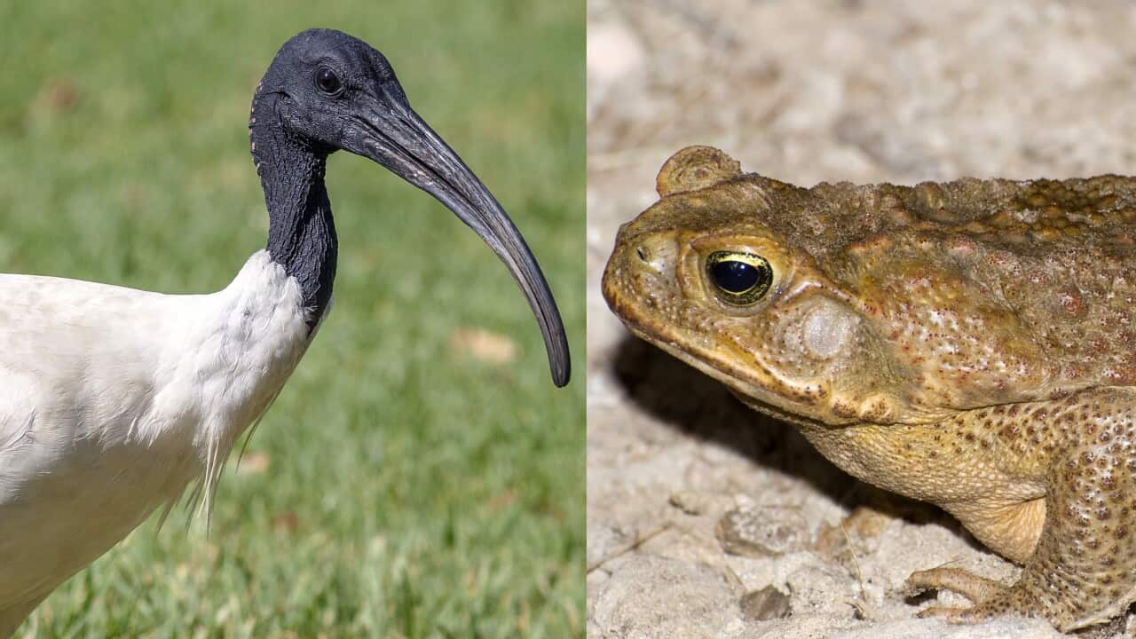 ibis and cane toad
