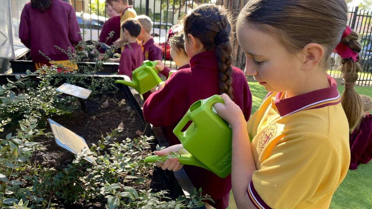 A bush tucker garden at St John the Baptist Primary School (SBS).jpg