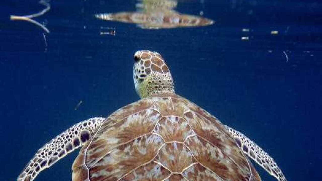 Belize, Hawksbill turtle