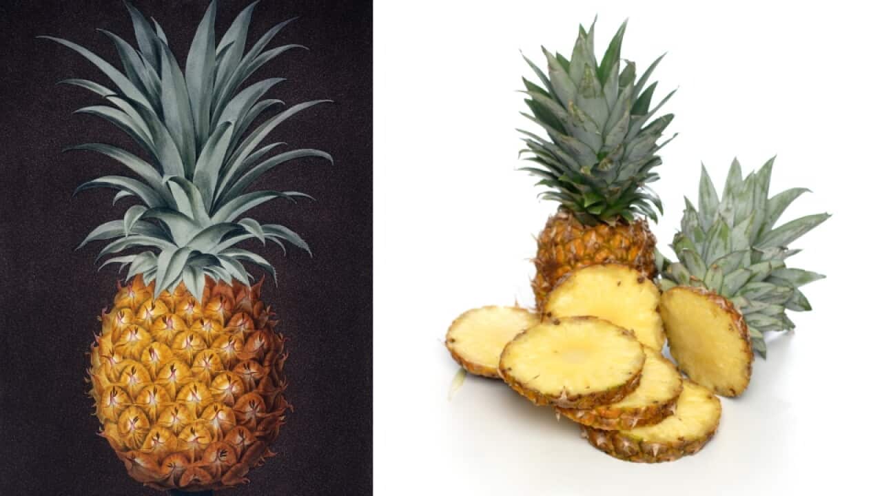 Pineapple.jpg