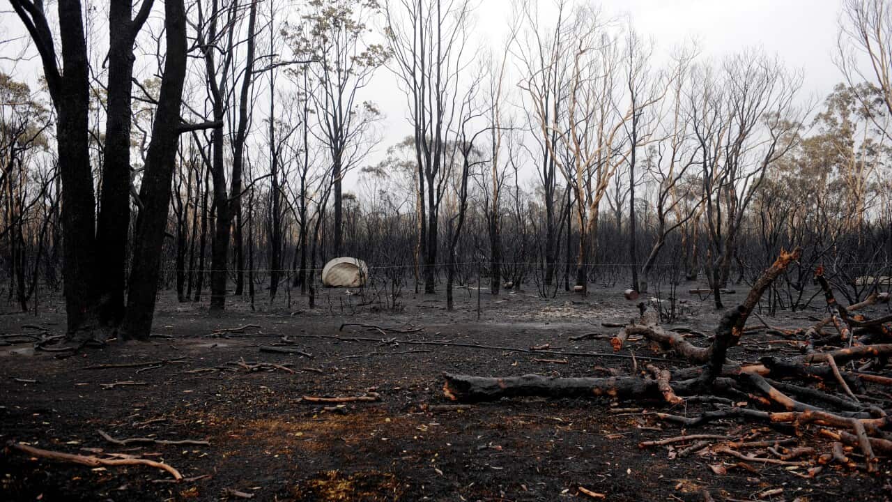 Bushfire 2009