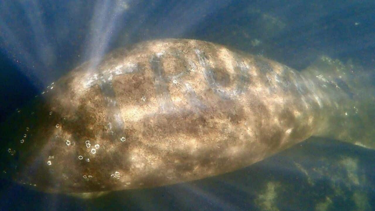 The manatee was found in the headwaters of the Homosassa River west of Orlando
