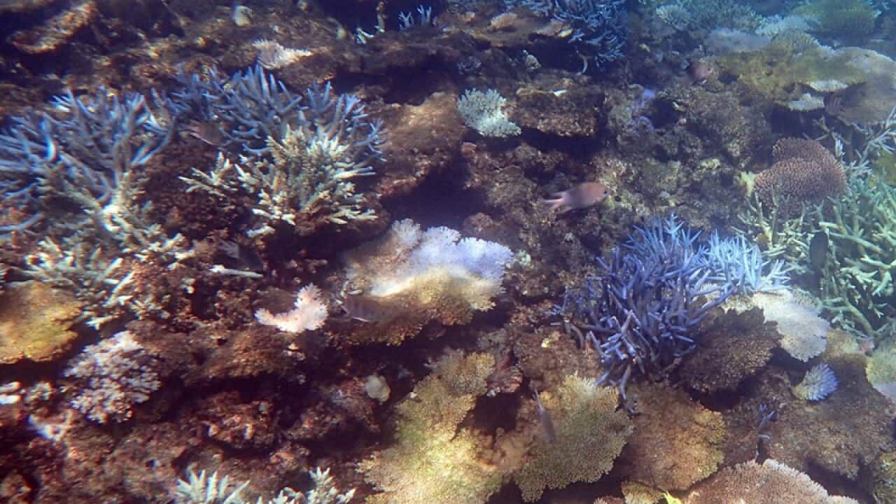 Great barrier Reef bleaching