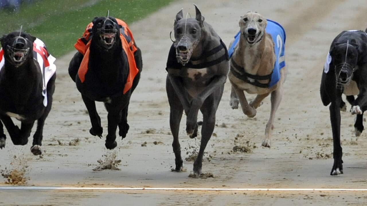 Greyhounds during a race