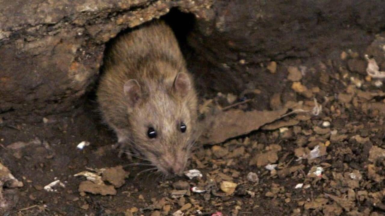A rat