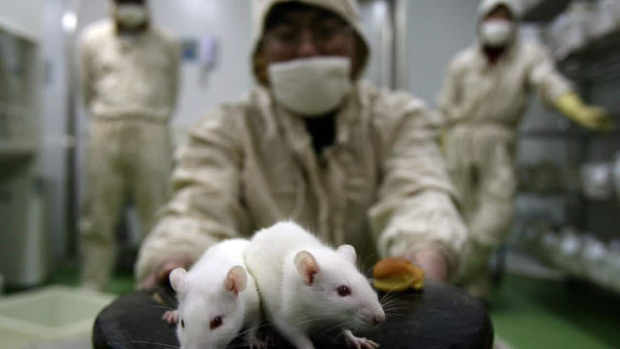 Animal-Testing_B_Getty_419670134