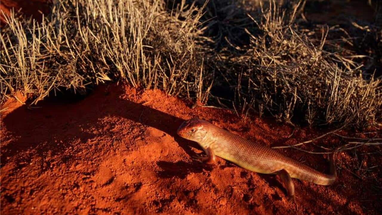 The Great Desert Skink or Tjakura - Image Nicolas Rakotopare.jpeg