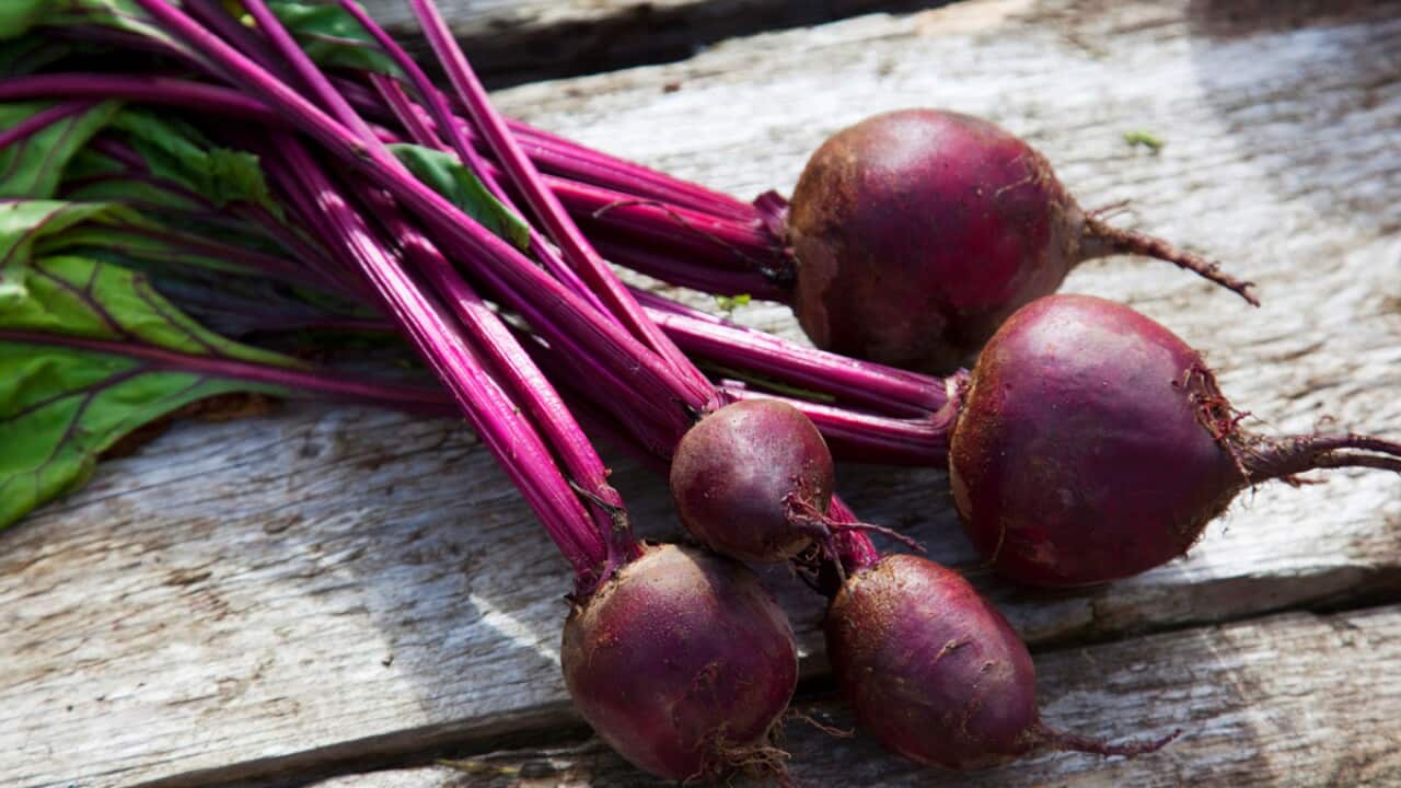 Food Safari's borscht