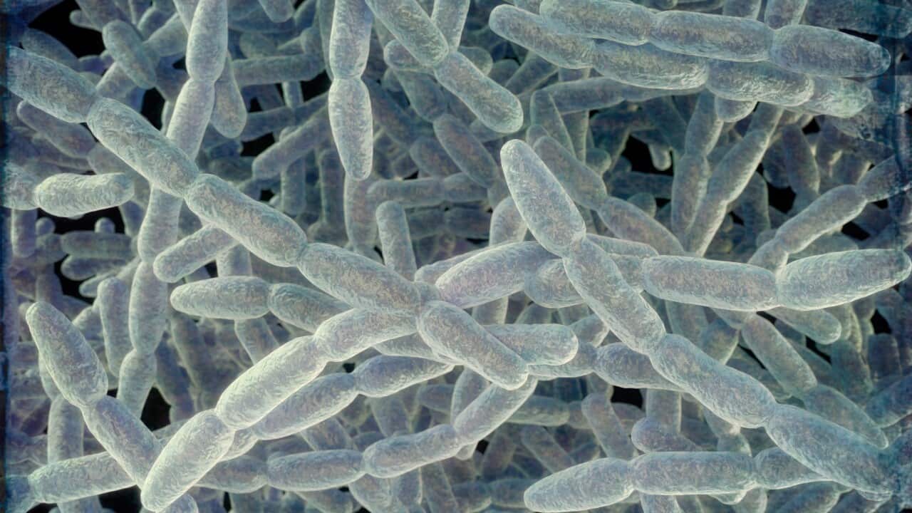 Illustration of Legionella pneumophila bacteria