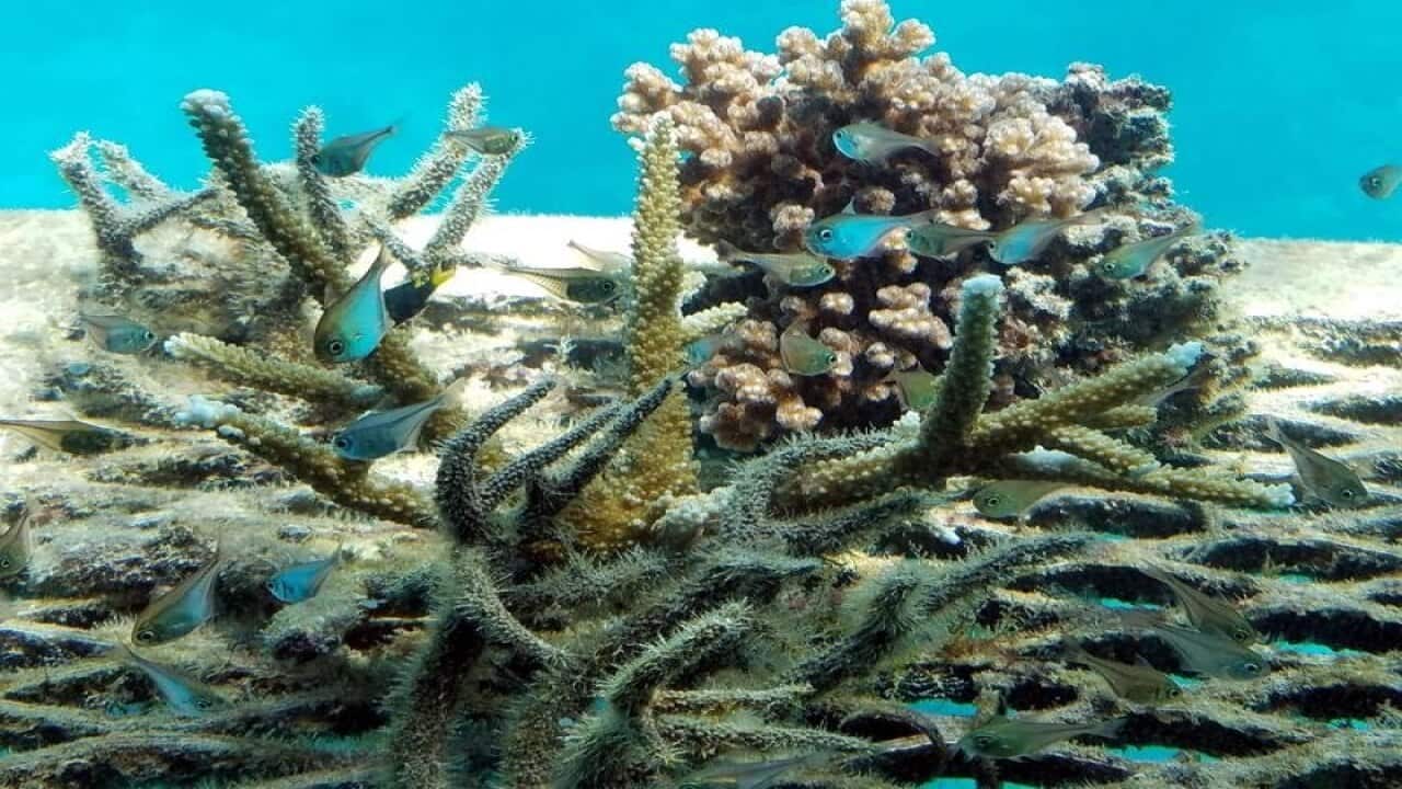 Landscape of the Great Barrier Reef