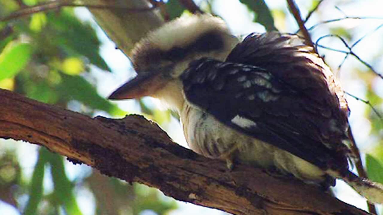 kookaburra_sbs_1490282542