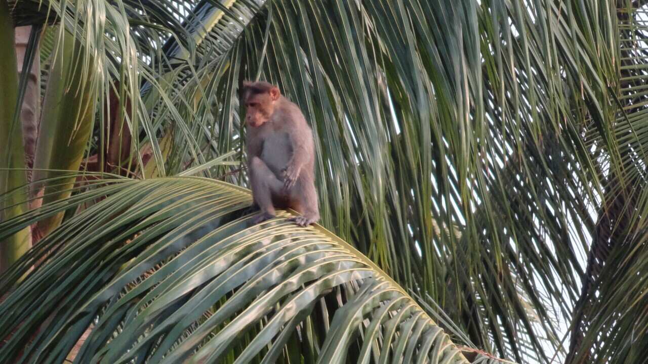 A monkey on a coconut tree