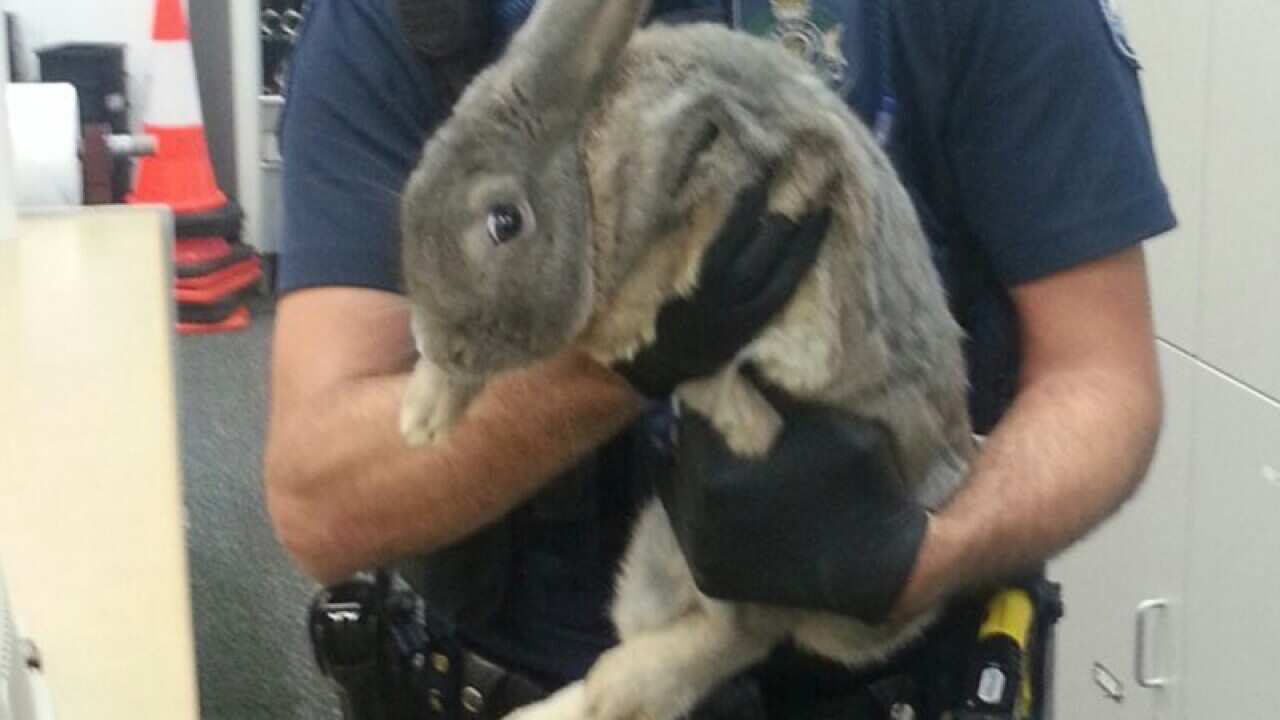 A rabbit seized by Queensland police