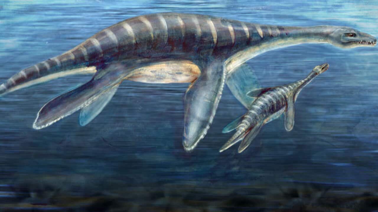 Plesiosaur_L_111124_AAP_1118509375
