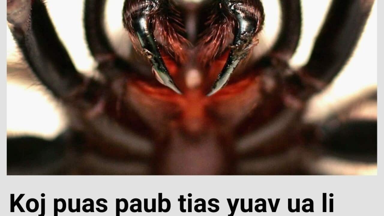 Australian spider -SBS.jpg