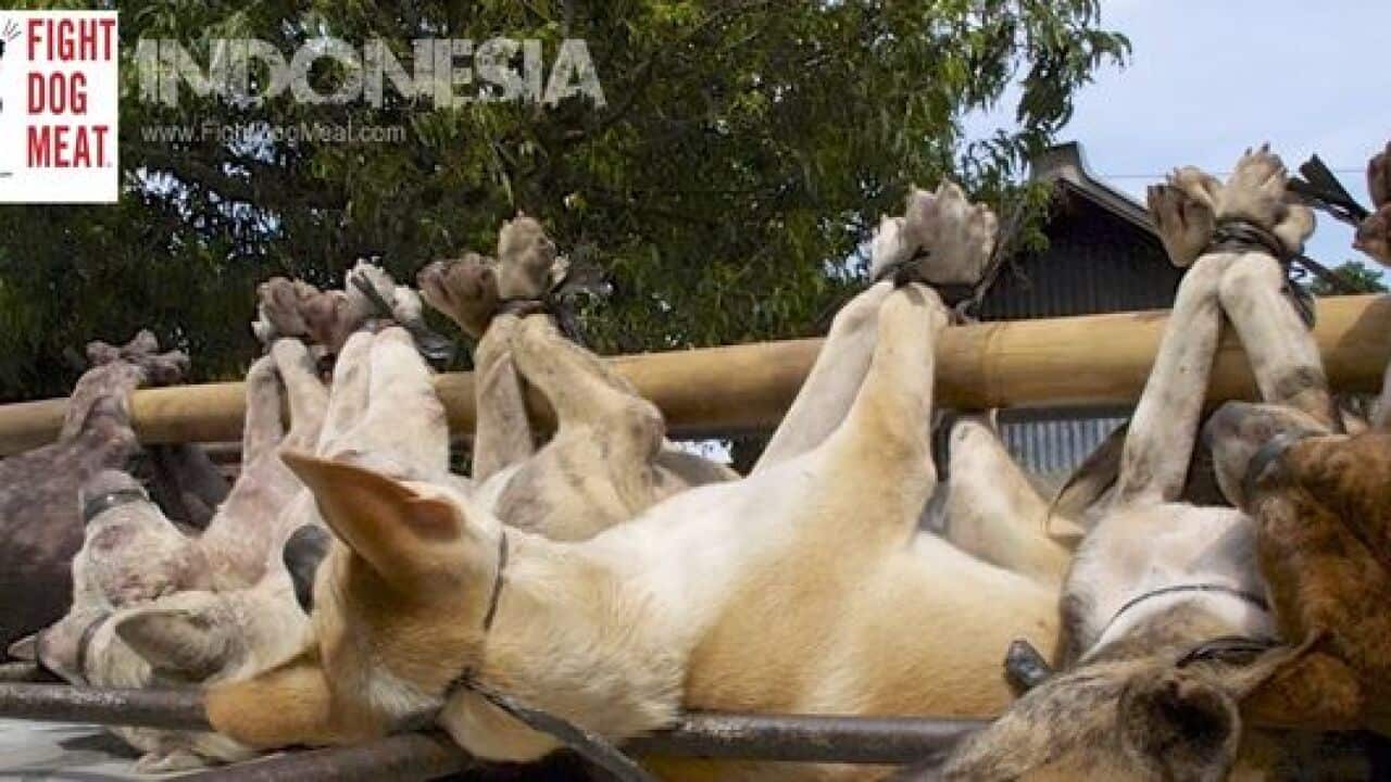 Captured dogs presumably for meat trading by Fight Dog Meat.