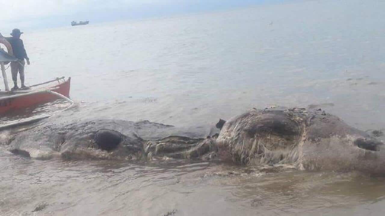 Mystery sea creature