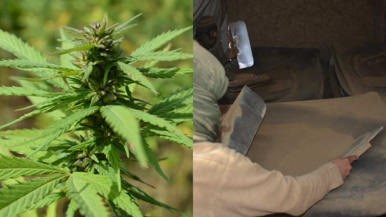 Marijuana