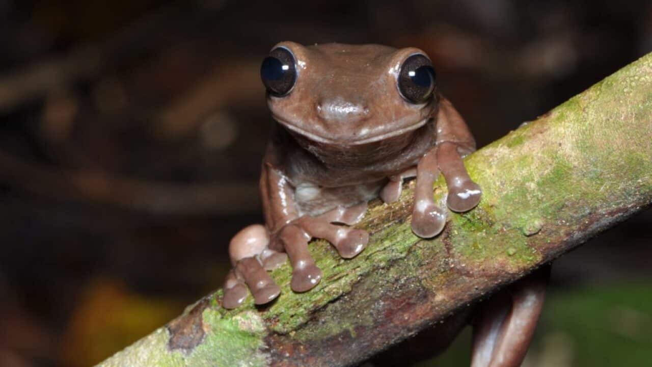 Litoria mira