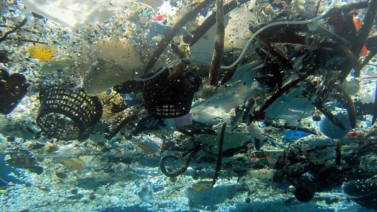 Chemicals and plastics are affecting biodiversity, piling additional stress on already stressed ecosystems.