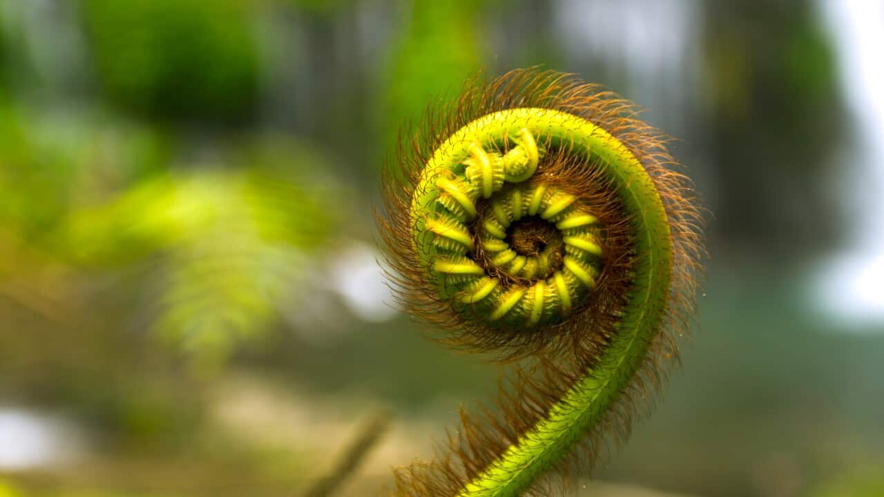 A Fibonacci fern