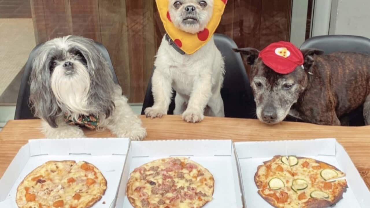 Brooklyn Crispy serves dogs