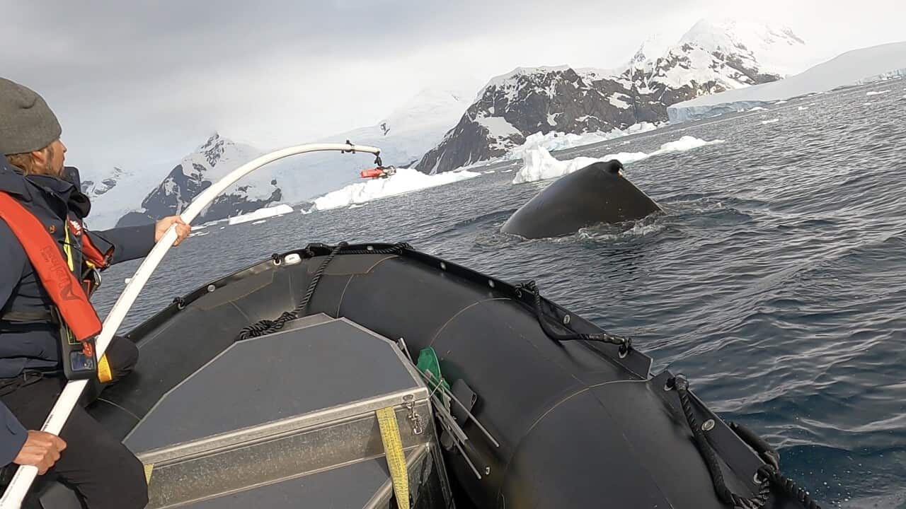 BB tagging whales Meynecke 2.jpg