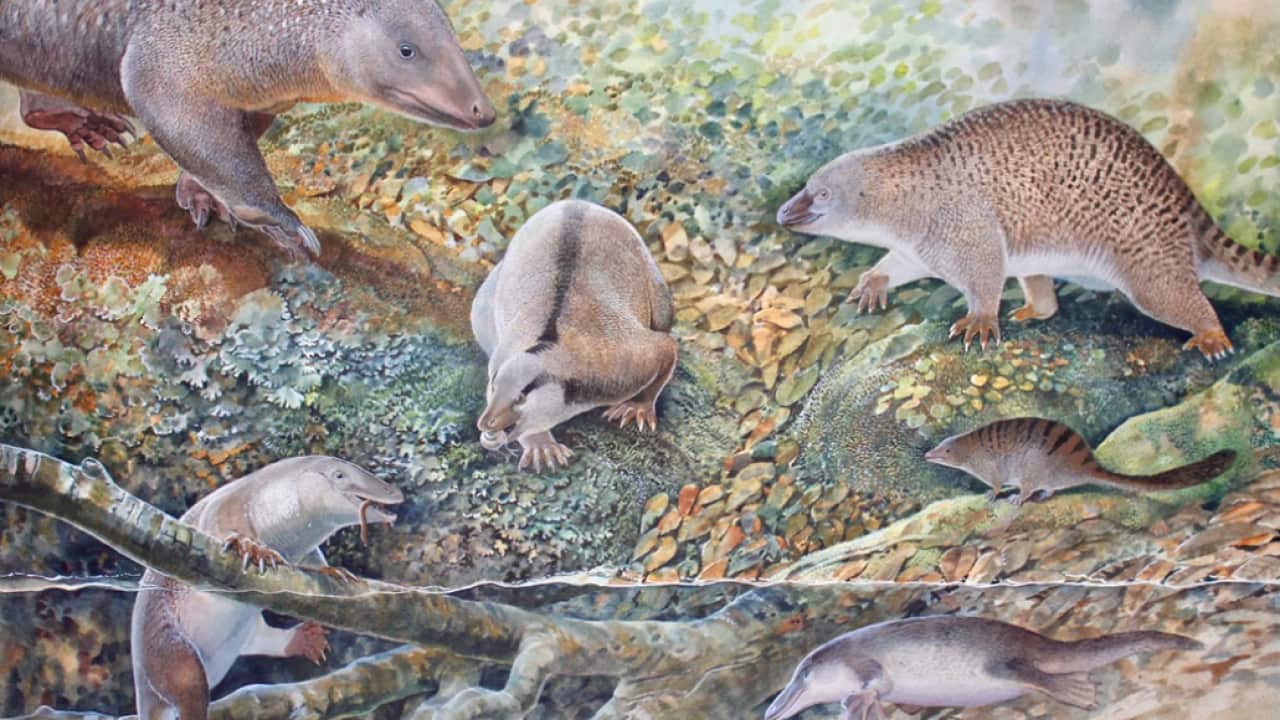 The Age of Monotremes Copyright Australian Museum.png